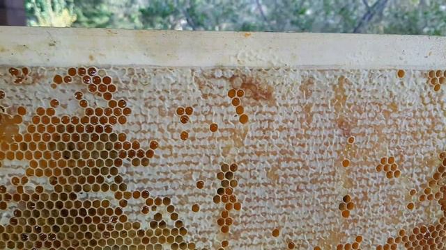 Майский мёд.первая рамка с мёдом и первой 2021 смотреть онлайн