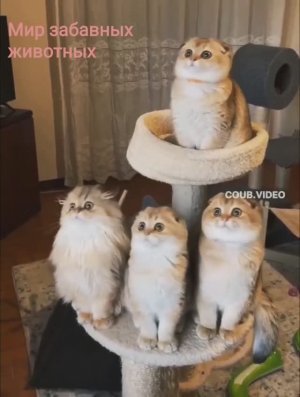 Лучшие смешные видео с Животными 2023 ?