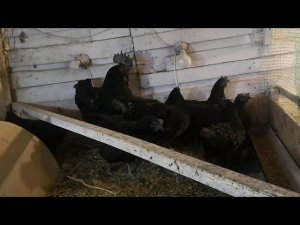 УХЕЙИЛЮЙ куры чёрного окраса из КИТАЯ
