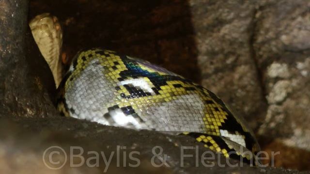 Reticulated Python (Python reticulatus), Malaysia. 20160426_153731.m2ts смотреть онлайн