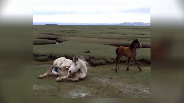 Лошадь запуталась в ногой в гриве и лежала на земле без сил Удивительная история спасения смотреть онлайн