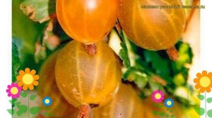 Крыжовник Русский желтый. Краткий обзор, описание характеристик ribes uva-crispa Russkii zheltyy
