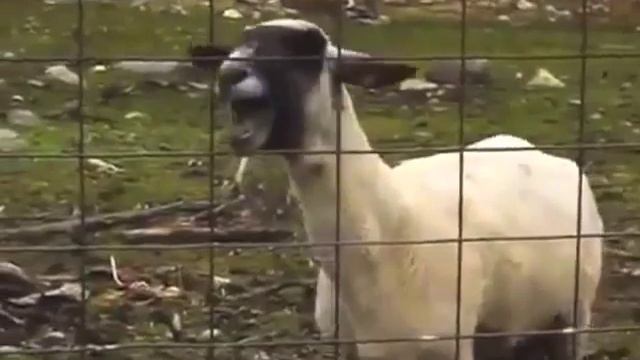 KRS One - Sound of da police (Goat Edition) смотреть онлайн