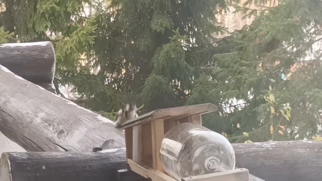 Дятел пытается попасть в кормушку для белок смотреть онлайн