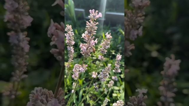 ВИДЕЛИ КОГДА-НИБУДЬ РОЗОВУЮ ЛАВАНДУ #дача #дачнаяжизнь #лаванда #пчёлы #розоваялаванда #цветы смотреть онлайн