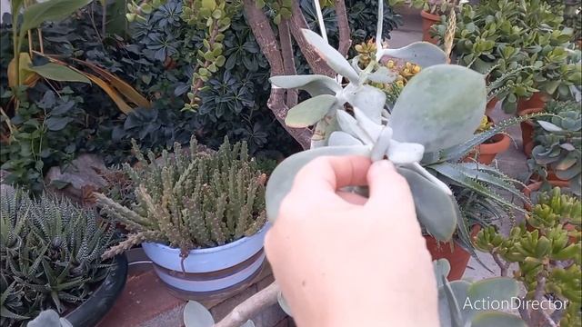 Обзор Сукулент из моей большой коллекции ?#сукуленты #обзоррастений