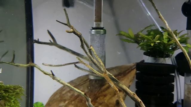 PREPARING FOR BABY SHRIMP Increasing Survival!l смотреть онлайн