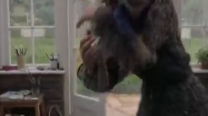 Кролик питер 2