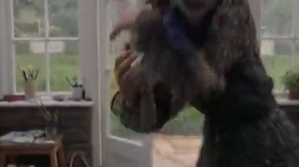 Кролик питер 2