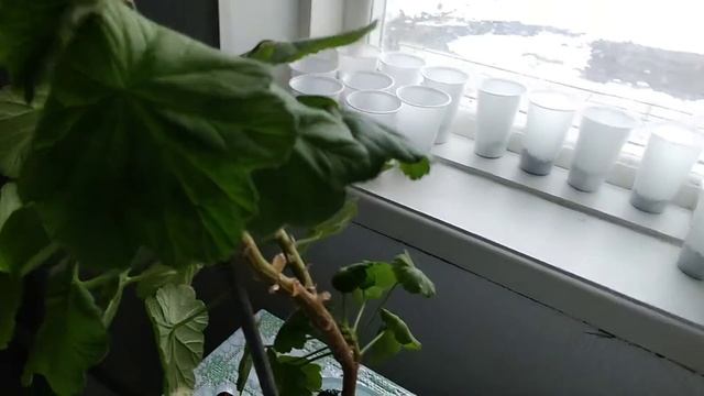 У ГЕРАНИ ЖЕЛТЕЮТ ЛИСТЬЯ. КАК ЛЕЧИТЬ ГЕРАНЬ. смотреть онлайн