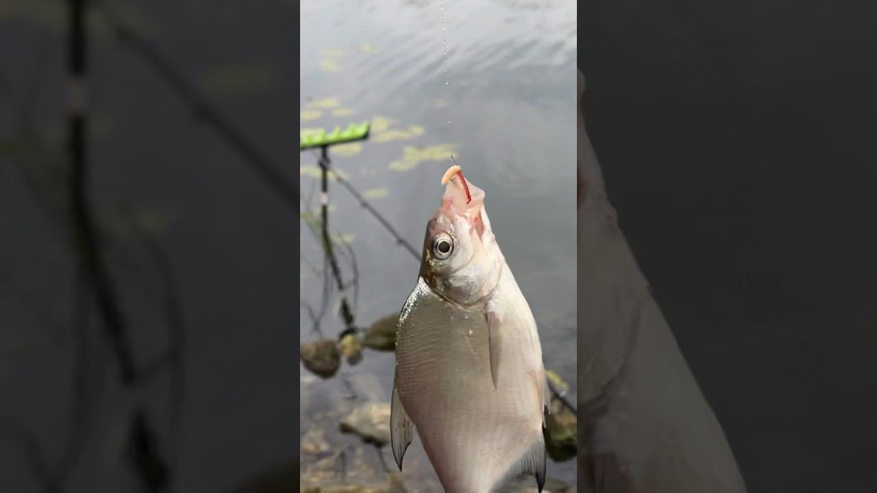 Наживка которая работает по холодной воде #лещнафидер #лещ #наживкалещ #рыбалкакстово смотреть онлайн