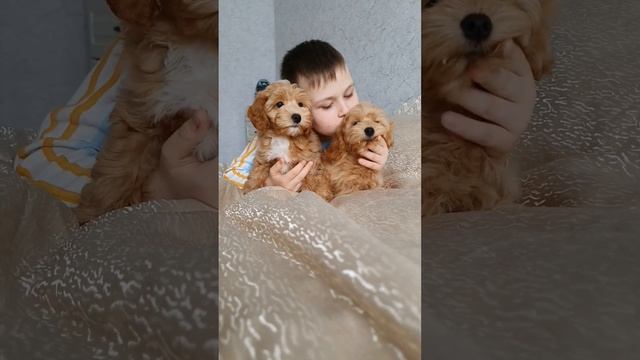 мальтипу #мальтипу #собака #щенки #щенкимальтипу щенки смотреть онлайн