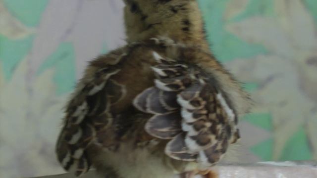 Глухарята д Новинка 06-04-2021