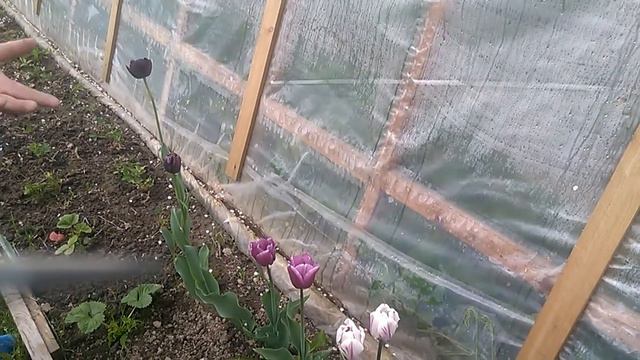 черный тюльпан смотреть онлайн
