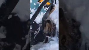 Охота на волки (Якутия)