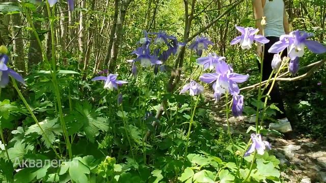 ПРЕКРАСНЫЙ ЦЕЙ Северная Осетия июнь смотреть онлайн