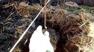 Посадка маточника для будущих саженцев .