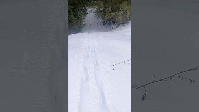 Тата снегоход ???