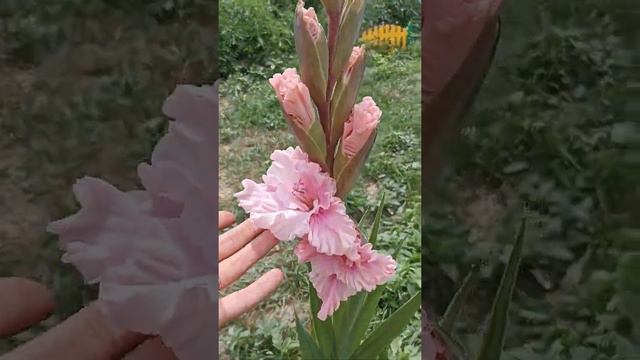 #гладиолусы #цветениегладиолуса #мойсад #дачнаяжизнь#обзоррастений смотреть онлайн