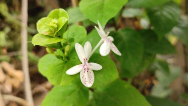 WHITE FLOWER | Pseuderanthemum variabile | India, Asia смотреть онлайн