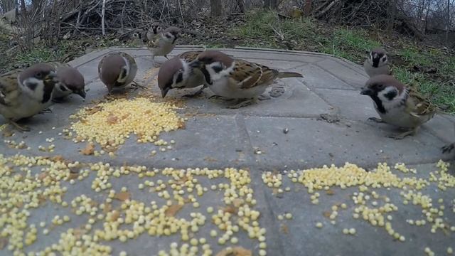 Покормите птиц на удачу/заговор на богатство при кормлении птиц/как правильно кормить птиц смотреть онлайн