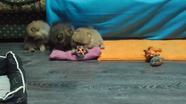 Померанские шпицы из питомника смотреть онлайн