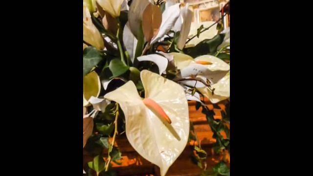 Fotografie Alunni Auser 2018 Peschiera Borromeo смотреть онлайн