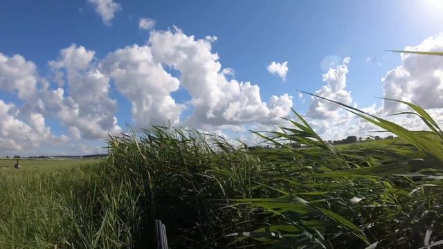 Goose hunting - More than 50 birds (Part II) смотреть онлайн