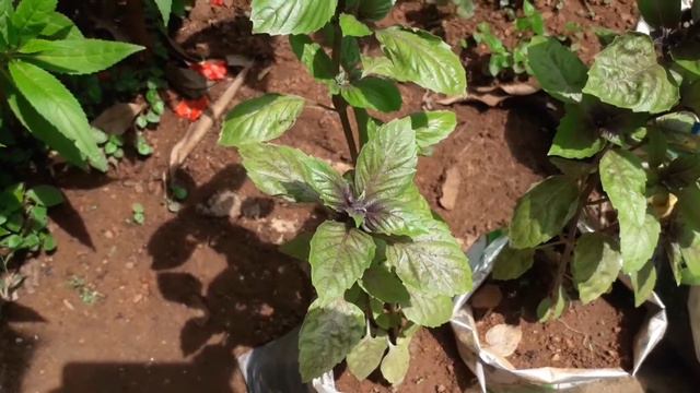 Khoobsurat purple tulsi ke paudhe | आकर्षक बैंगनी रंग की तुलसी смотреть онлайн