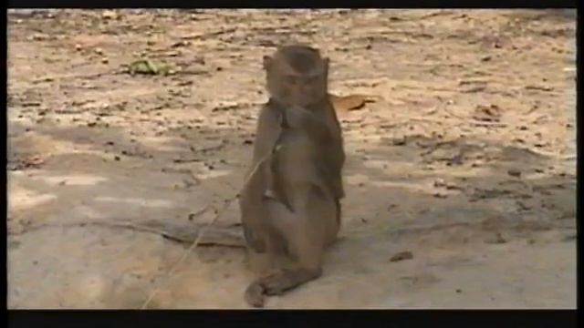 PHUKET KOH LANTA AO NANG THAILAND 2011 смотреть онлайн