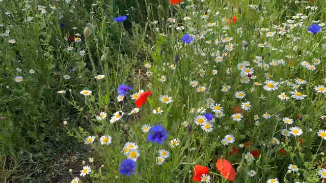 🇬🇧 RAINY LONDON WALK, PICCADILLY CIRCUS, BURLINGTON ARCADE, HYDE PARK, HARRODS, LONDON WALKING TOUR