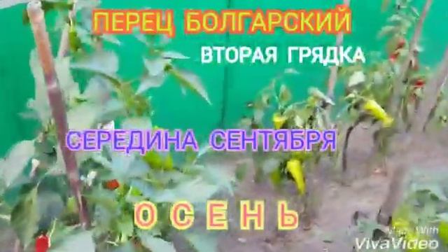 ОДНА СОТКА ОБЗОР ОГОРОДА 16 сентября ПЕРЕЦ БОЛГАРСКИЙ в ОТКРЫТОМ ГРУНТЕ смотреть онлайн