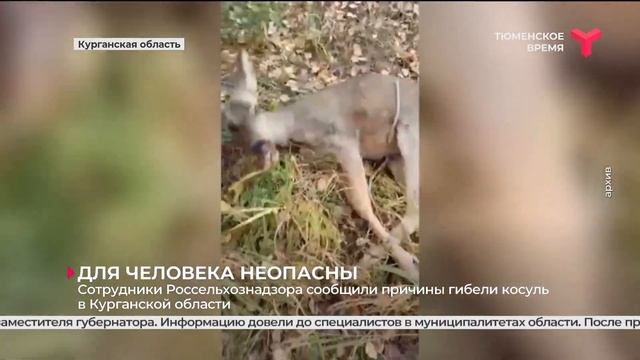 Почему погибли косули? смотреть онлайн
