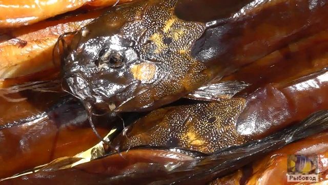Копчёный клариевый сом ! Smoked catfish смотреть онлайн