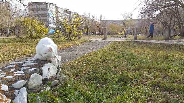 Тётка пинает кошку 😊 смотреть онлайн