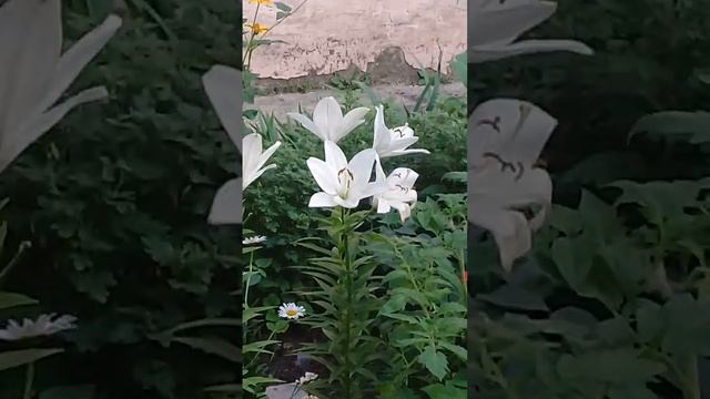 Цветник с белыми лилиями возле подъезда дома в Урюпинске.3 июля 2023г. смотреть онлайн