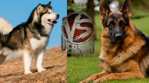 Немецкая овчарка против Маламута//Кто сильнее?//