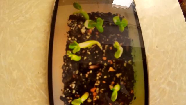 Адениум! 100% всхожесть! смотреть онлайн