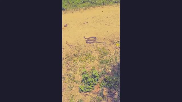 WILD PYTHON смотреть онлайн