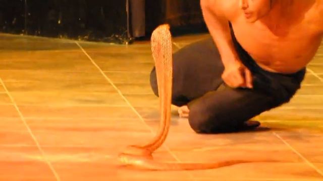 COBRA SHOW - Egypt - Caribbean World Soma Bay 2011 смотреть онлайн