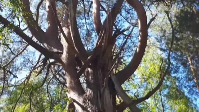 День летнего солнцестояния 2018 смотреть онлайн