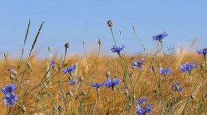 ФУТАЖ ВАСИЛЬКИ