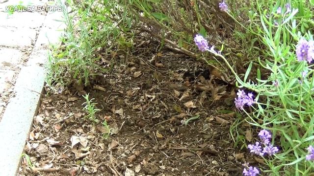 Жонглирование с Огнем и Световыми Эффектами