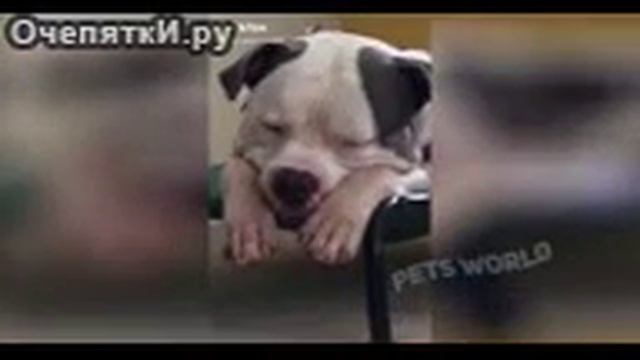 Приколы домашних животных смотреть онлайн