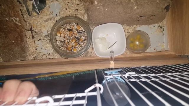 Что можно кушать джунгарику. Джунгарские хомяки. смотреть онлайн