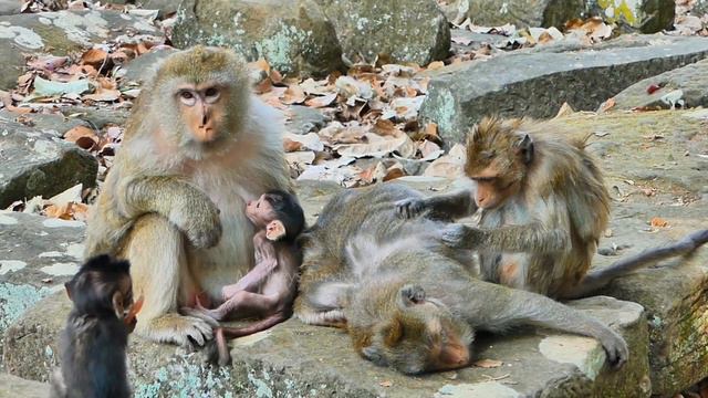 BigWorrying!...When Monkey Rose Tr-yi-ng_To_Ki-dn-ap_Baby Monkey Briar From_ Mommy Monkey Briana смотреть онлайн