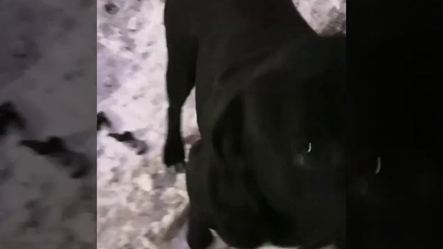 Кто потерял щенка? ‼️? Черный не похож на бродячего. Шерсть блестит???? смотреть онлайн