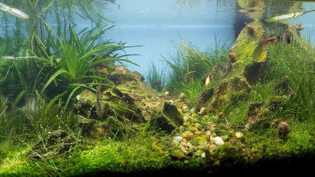 Обслуживание аквариума Ивагуми смотреть онлайн