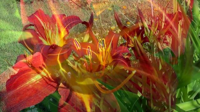 Проба Panasonic HDC-SD800 при съёмке в 1080p/50 и сжатие с H264 смотреть онлайн