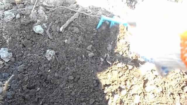 УХОД ЗА РОЗАМИ ВЕСНОЙ смотреть онлайн